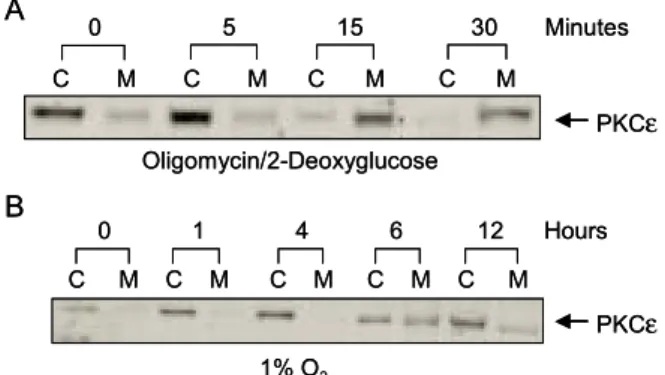 Fig.  3.  Time-dependent  translocation  of  PKCε  in  T84  cell  during  metabolic  stress