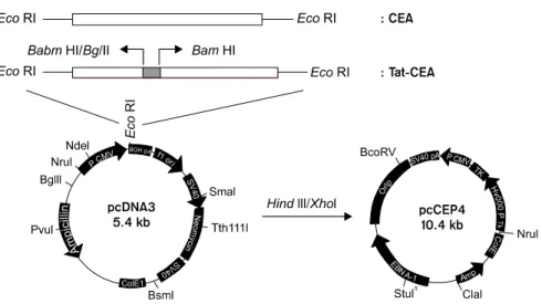 Fig.  2.  Expression  of  pCEP4-CEA  and  pCEP4-TatCEA  in  293EBNA  cell  line.  Protein  extracts  of  cell  lysates  were  analyzed  by  8%  SDS-PAGE  gel  and  subjected  to  western  blot  analysis  with  an  anti-CEA  antibody
