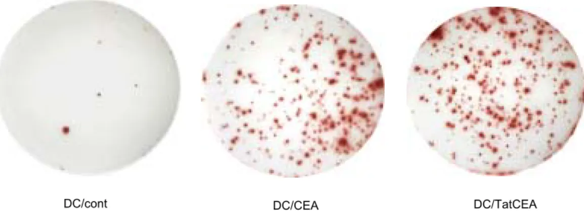 Fig.  5.  DCs  pulsed  with  CEA  peptide  induces  CEA  specific  DC8+  T  cell  responses  in  IFN-γ  ELISPOT  assays