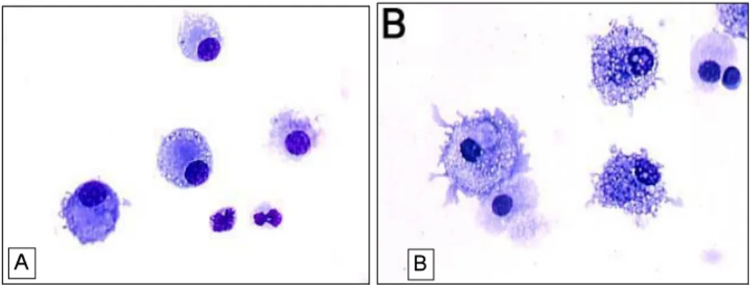 Fig. 1. Wright-Giemsa  staining  of  cytospins  of  GM lo DC  (A)  and  GM hi DC  (B)