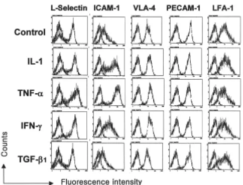 Fig.  1.  CXCR4  expression  on  bone  marrow  CD34＋  cells. 