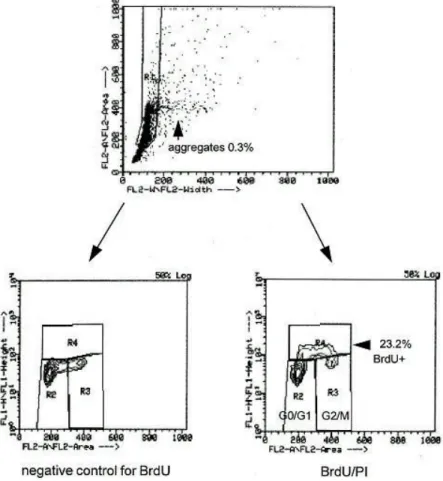Fig . 1. Re prese ntative exa mple of flow cytometric a na lys is of ce ll cycle by BrdU/PI.
