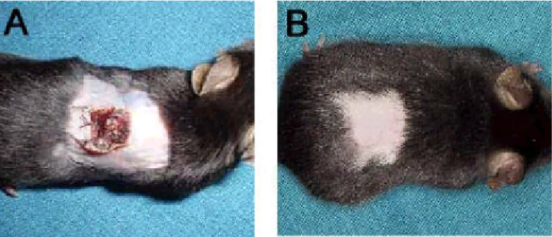 Fig . 3 . The obse rvation res ults of s kin a llografts afte r tra ns pla ntation. The BALB/c s kin grafts we re rejected a nd have a lrea dy s hown necrotic cha nges in control (A)