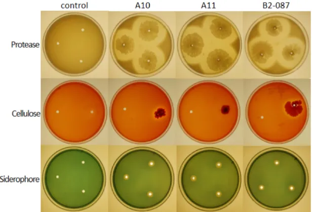Fig. 3. Assay of active substances produced in the selected useful strains. Protease secretion was confrimed in the nutrient agar plate mixed with 3% skim milk powder