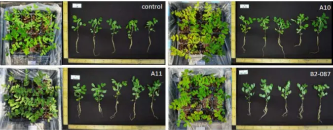 Table 2. Effect of the selected useful strains on different growth parameters on A. membranaceus bunge in greenhouse pot trials.