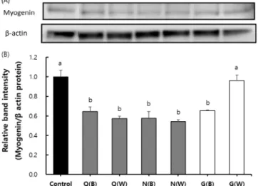 Fig. 2. Myogenin Expression of Butanol or water fraction of various Panax species in C2C12 cells