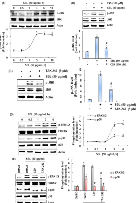 Fig.  4. Effect of TLR2 and TLR4 on SBL-mediated JNK activation in RAW264.7 cells. (A): RAW264.7 cells were treated with SBL for the indicated times