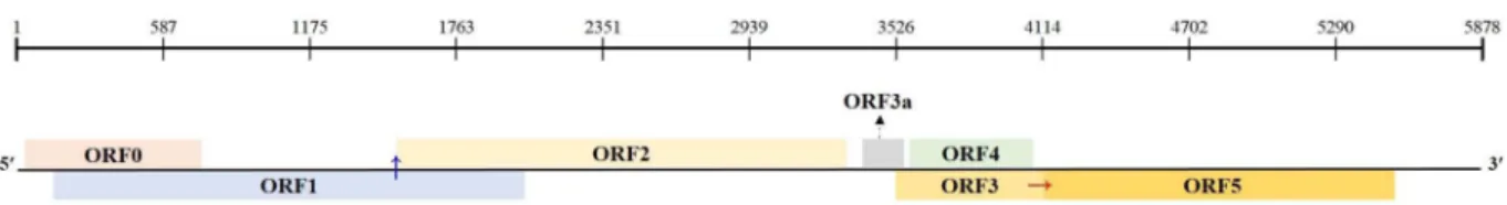 Fig. 3. Schematic representation of genome characteristics of Beet western yellows virus (BWYV ADHS) isolate