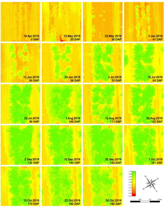 Fig. 2.  Normalized difference vegetation index map of Rehmannia glutinosa cv. Dagang according to growing period.