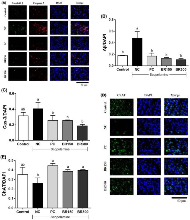 Fig. 6. Effects of black rice aleurone layer extracts on protein expression by immunofluorescence staining in hippocampus of mice with scopolamine-induced memory impairment