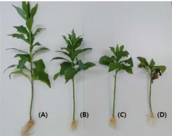 Fig. 1. Comparison of C. sonchifolius grown under different NaCl concentration after 6 weeks cultivation