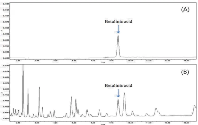 Fig. 2. Comparison of UPLC chromatogram of betulinic acid in standard (A) and dried jujube (B) (detector; UV 210  ㎚, column;