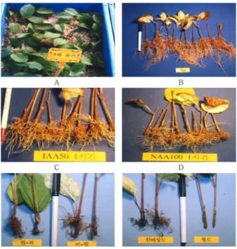 Table 3. The effect of media on rooting in 100 days after cutting in Schisandra chinensis .
