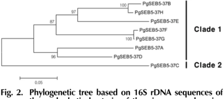 Fig. 3. Antifungal activity of the P. ginseng endopytes isolated from Panax ginseng seeds on the P