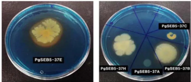 Fig.  5. Detection of nitrogen fixation ability of the endophytes isolated from Panax ginseng seeds on nitrogen free agar medium.