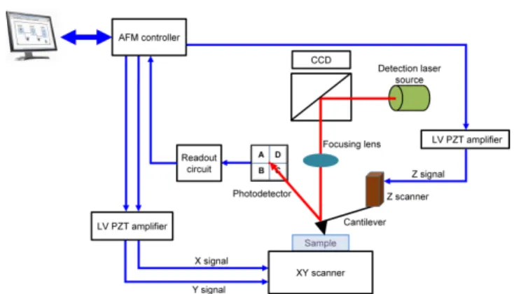 Fig. 1. (Color online) Schematic of AFM showing various components.