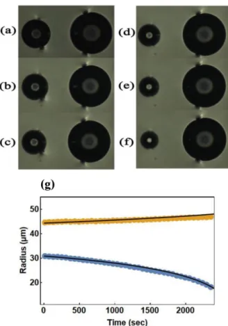 Fig. 3. (Color online) The size change of two neighboring bubbles. Two bubbles have elastic quadrupolar  config-uration with fixed position