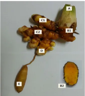 Table 1. Seed rhizomes grouped by different parts and sizes in underground part of turmeric used in this study.