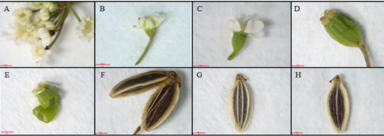 Table 1. Germination rate and early growth characteristics according to specific gravity of Angelica acutiloba Kitagawa.