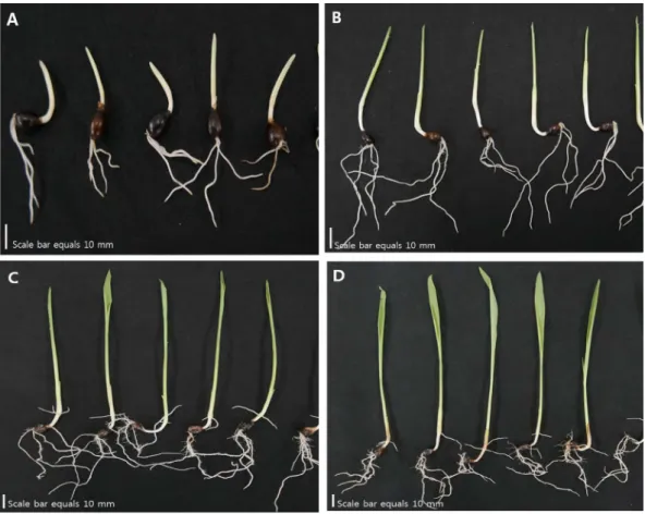Table 1. Growth characteristics of adlay sprouts during germination.