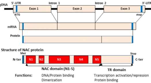 Fig. 1 Structure of NAC transcription factors. Schematic representation showing a typical NAC transcription factors (ATAF1) with  highly conserved amino acid residue (NAC domain) at the N-terminal, which is further divided into five conserved homologous  m