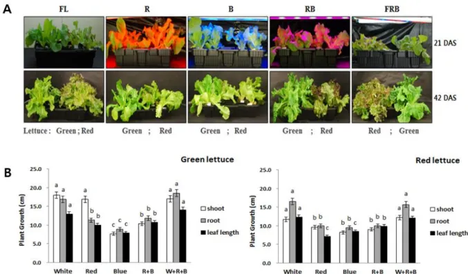 Fig. 1 (A) Morphology of red leaf lettuce plants treated with a white fluorescent lamp (FL), red (R), blue (B), red + blue (RB),  fluorescent lamp + blue + red (FRB) light-emitting diode (LED) lights 21 (upper) and 42 (lower) days after sowing (DAS)