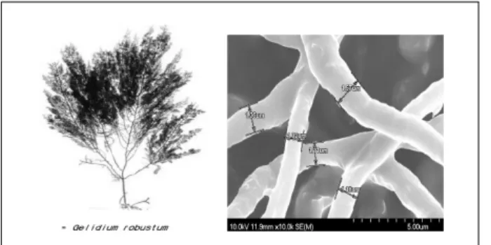 Fig.  2  Red  Algae  and  fibers.