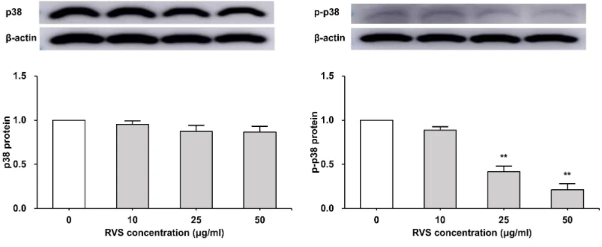 Fig.  9.  Expression  of  p38  protein  in  THP-1  cells 
