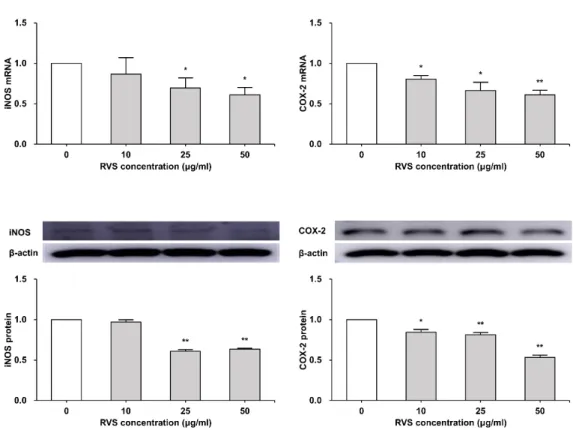 Fig.  4.  Expression  of  iNOS  and  COX-2  mRNAs  and  protein  in  THP-1  cells