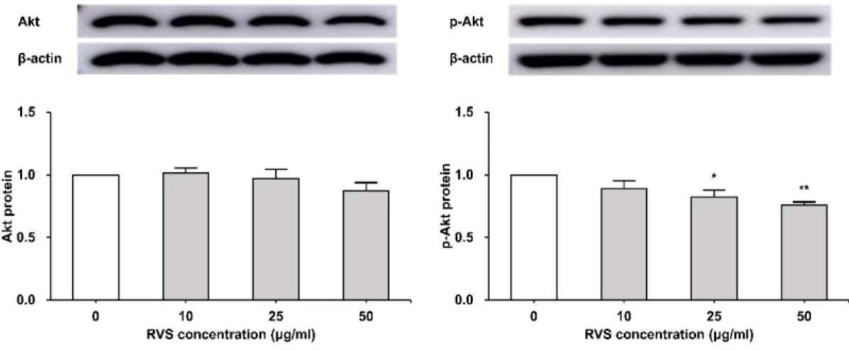 Fig.  6.  Expression  of  Akt  protein  in  THP-1  cells