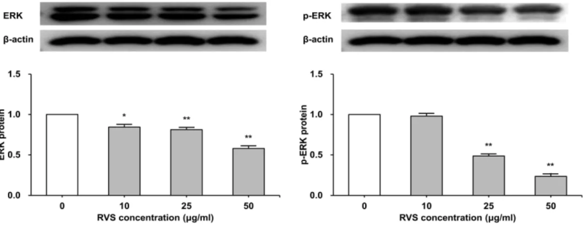 Fig.  8.  Expression  of  ERK  protein  in  THP-1  cells