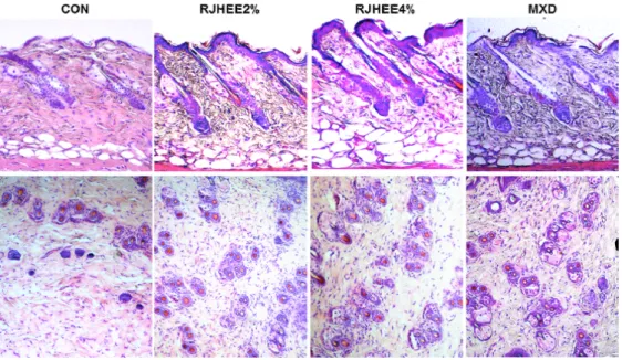 Fig.  5.  Effect  of  RJHEE  on  the  histological  changes  in  C57BL/6N  mice.
