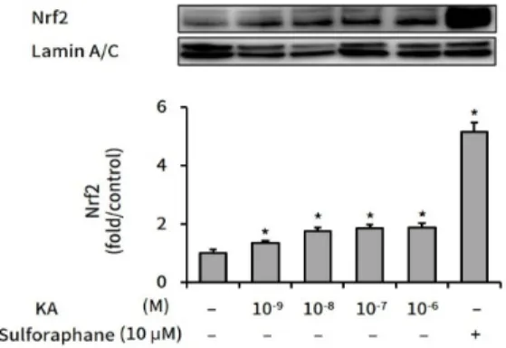 Fig. 1. The effect of kaurenoic acid on lipid content in  HepG2  cells.