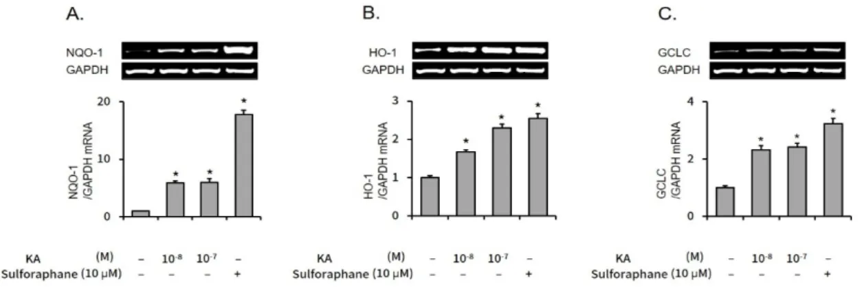 Fig.  3.  The  effect  of  kaurenoic  acid  on  expression  of  Nrf2  dependent  genes.
