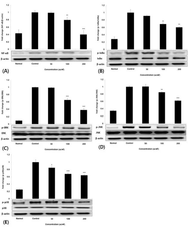 Fig.  3.  Effect  of  PLCP  on  NF-κB(A),  IκBα(B),  ERK(C),  JNK(D)  and  p38(E)  protein  expression  level  in  HUVEC