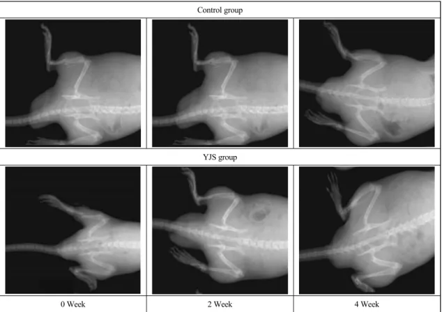Fig.  7.  X-ray  Image  of    YJS  and  contral  group  on  tibia  fracture  on  0,2  and  4  weeks.