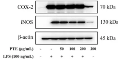 Fig. 4. Effect of  Paulownia tomentosa  extract (PTE) on  COX-2,  iNOS  expression  in  LPS-stimulated  RAW264.7 cells
