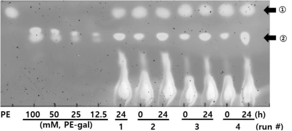 Figure  6.  TLC  analysis  of  repeated-batch  synthesis  of  PE-gal  using  β-gal  adsorbed  on  Celite  during  four  repeated-batch  runs