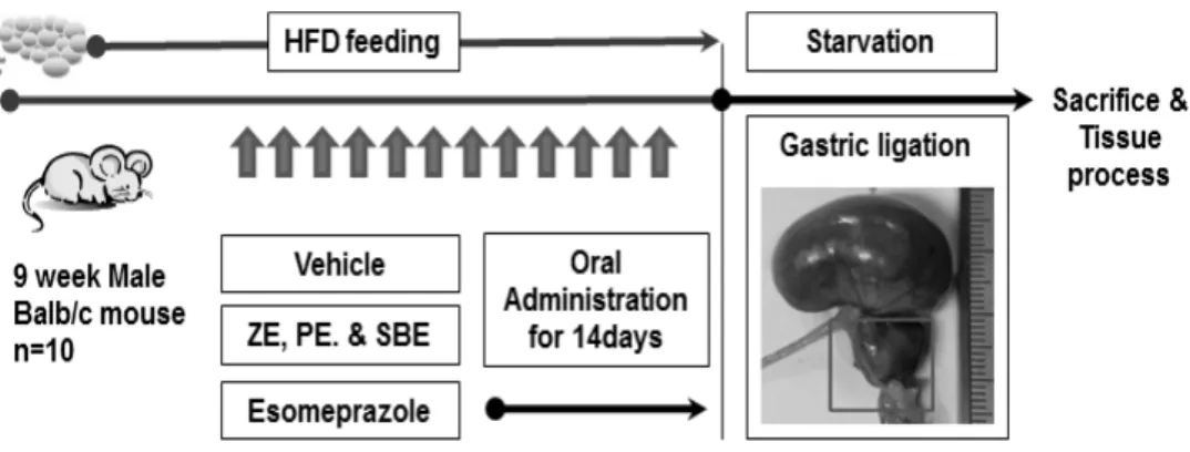 Fig.  1.  Experimental  design  and  reflux  esophagitis  animal  model