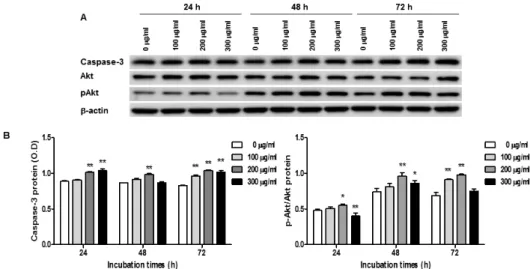 Fig.  6.  Expression  of  Caspase-3  and  Akt  in  O.  japonicus   extract  treated  THP-1  cells