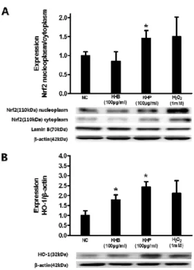 Fig. 3. The effect of KHB and KHP on antioxidant-related protein expressions including Nrf2 (A) and HO-1 (B)