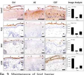 Fig.  3.  Maintenance  of  lipid  barrier.