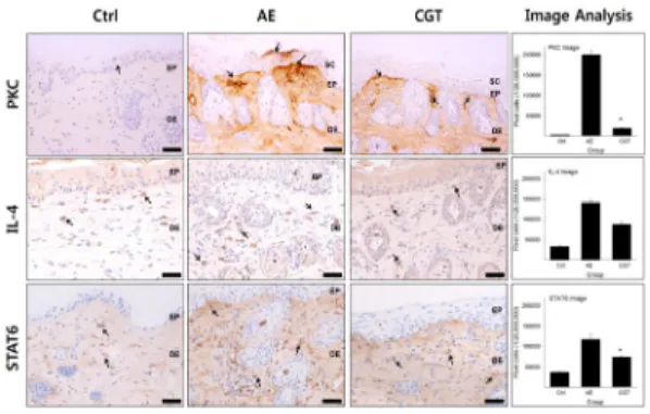 Fig.  5.  Regulatory  effect  on  Th2  differentiation. 