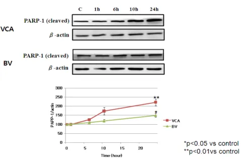 Fig. 4.  Effect of VCA and  BV on the expression of cleaved PARP-1 in  Hep G2 cells. Hep  G2 cells  treated with VCA  (50  ug/ml)  and  BV  (10  ug/ml)  for  the  indicated  time