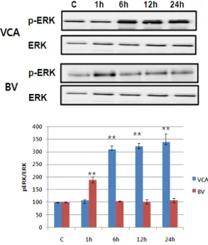 Fig. 8. VCA and BV induces p38 phosphorylation in Hep  G2 cells. Hep G2 cells were seeded in 6 well plates and  were  stimulated  with  50  ug/ml  of  VCA  and 10 ug/ml of BV for  1, 6, 12, or 24 h
