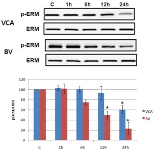 Fig. 9. VCA induces JNK phosphorylation in Hep G2 cells.
