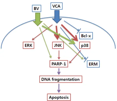 Fig.  12.  Signaling  pathway  activated  by  VCA  and  BV  treatment  in  Hep  G2  cells.