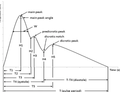 Fig. 3. Radial pulse waveform 