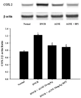 Fig. 6. The effect of AGNE and AGNE+BP2 on the DNCB  -induced COX-2 levels in tissue from mice