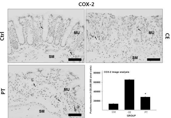 Fig. 5. The inhibitory effect of PE on COX-2 in the colon mucosa. Abbreviations: Ctrl, the mice which was not treated  anything; CE, the mice which was treated DSS only; PT, the mice which was treated both DSS and PE; MU, colonic  mucosa; SM, submucosa